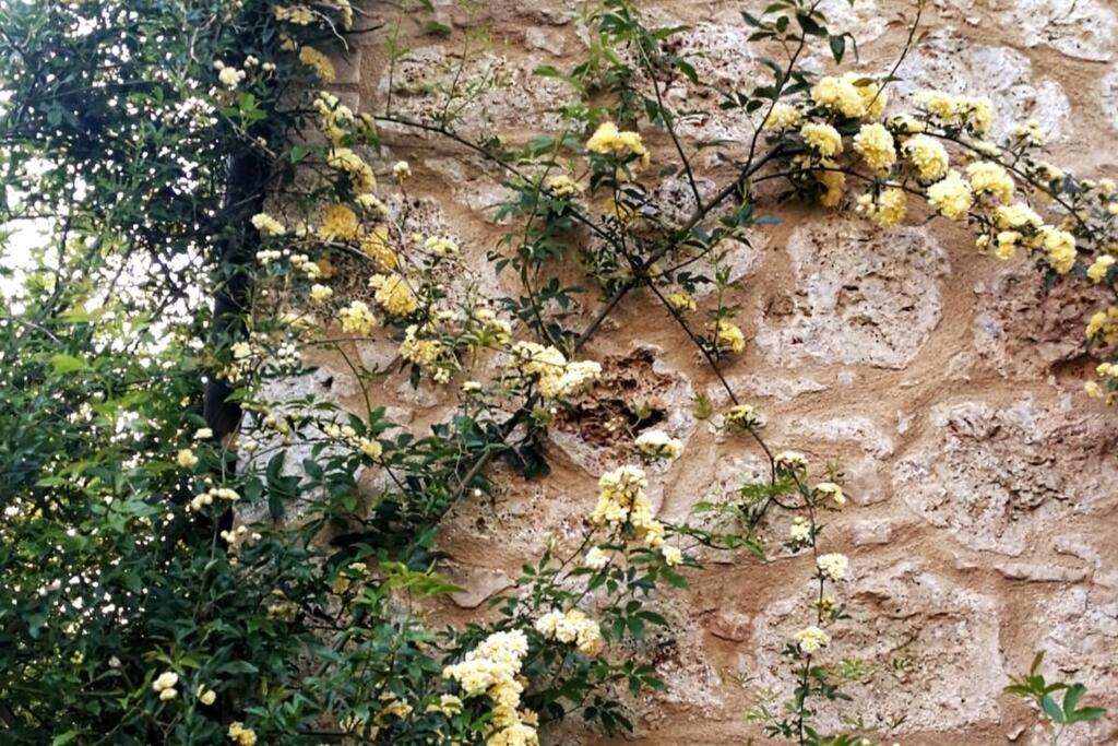 Claudia Vacanza Toscana - Appartamento Melograno -10 Min Da Siena Совичилле Экстерьер фото