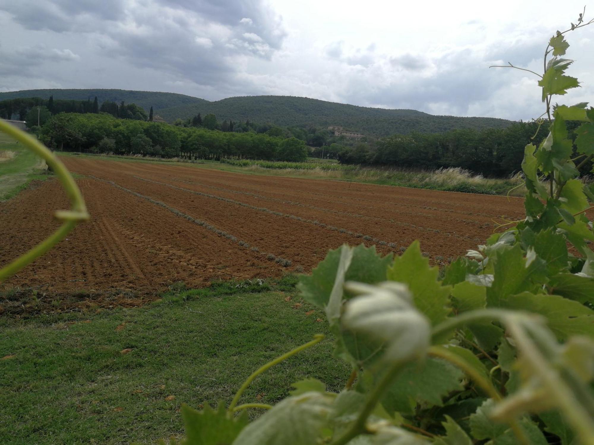 Claudia Vacanza Toscana - Appartamento Melograno -10 Min Da Siena Совичилле Номер фото
