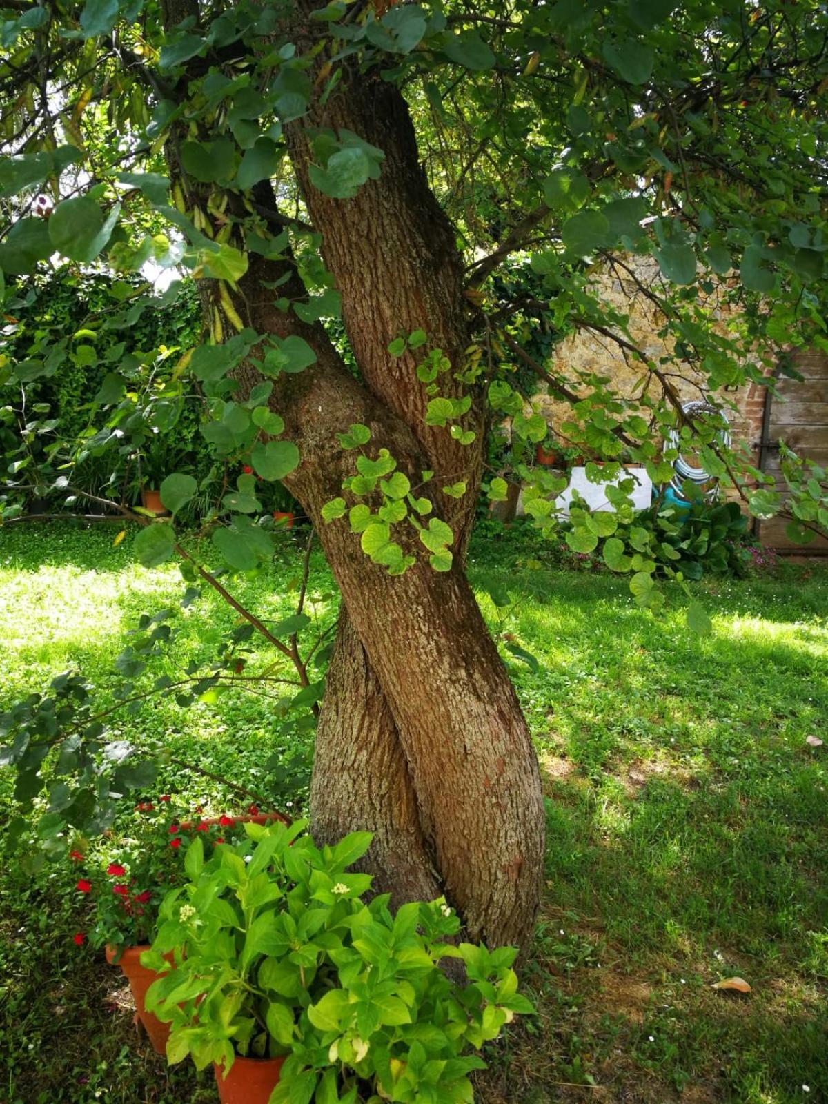 Claudia Vacanza Toscana - Appartamento Melograno -10 Min Da Siena Совичилле Экстерьер фото