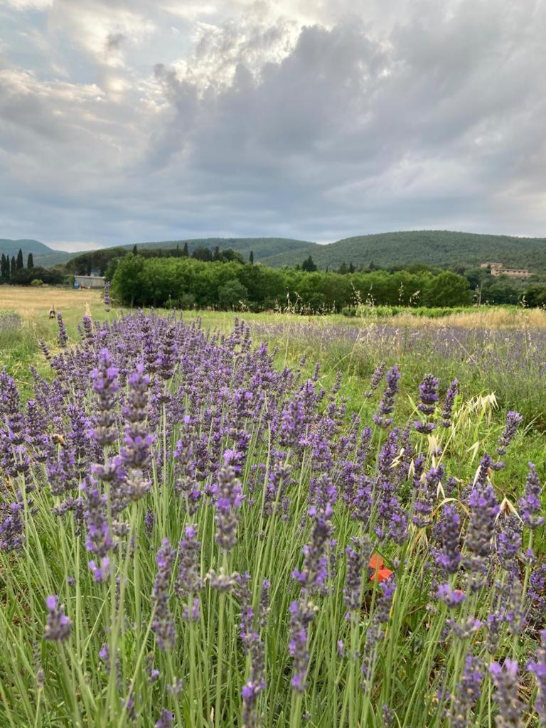 Claudia Vacanza Toscana - Appartamento Melograno -10 Min Da Siena Совичилле Экстерьер фото