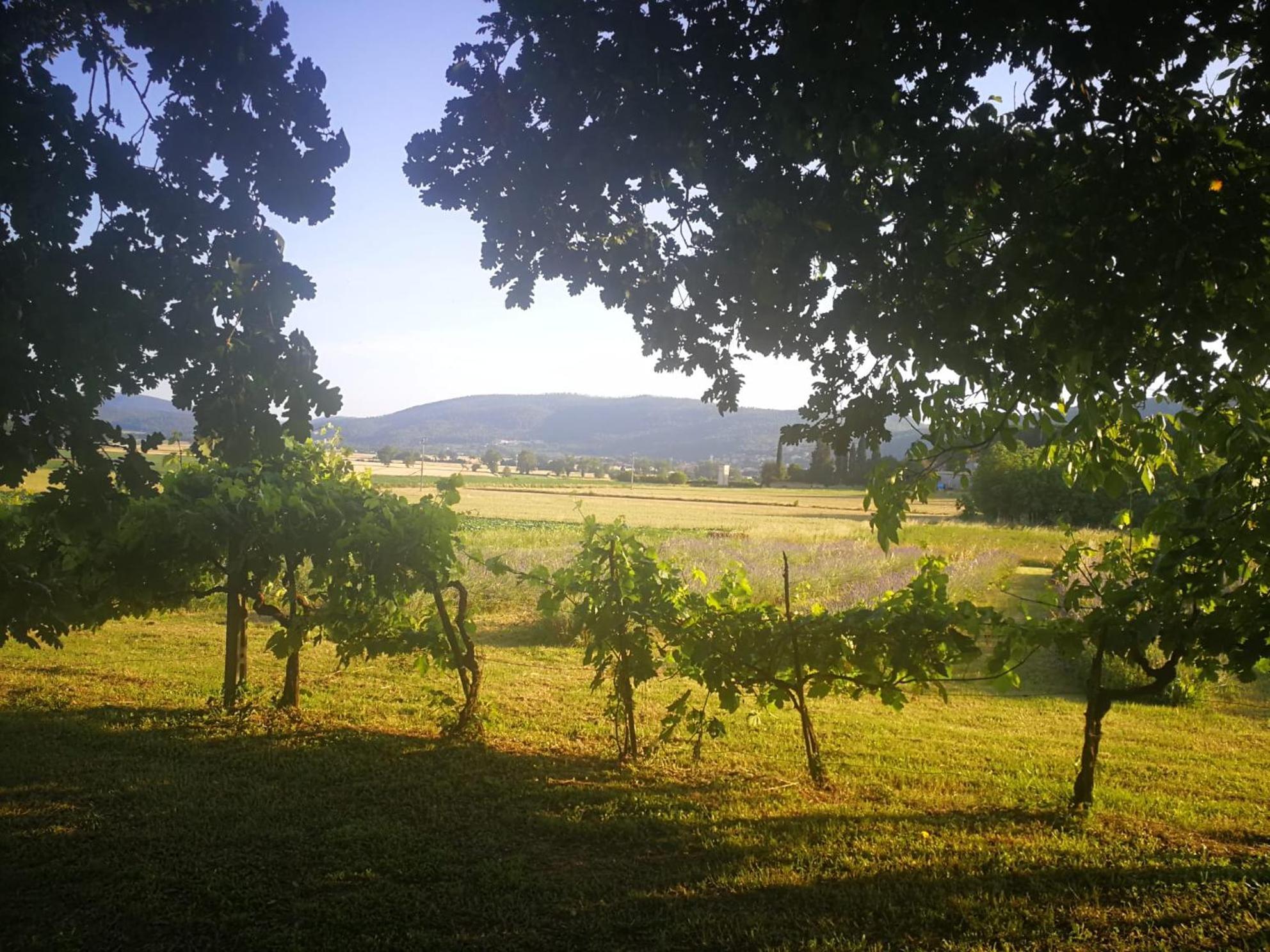 Claudia Vacanza Toscana - Appartamento Melograno -10 Min Da Siena Совичилле Экстерьер фото